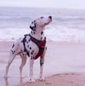 Miniatyrbillede 8 af 9: TrueLove Front Line PREMIUM Hundesele Rød Vælg størrelse: XL