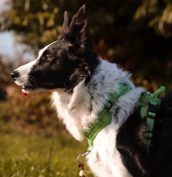 TrueLove Front Line PREMIUM Hundsele Grön Välj storlek: S