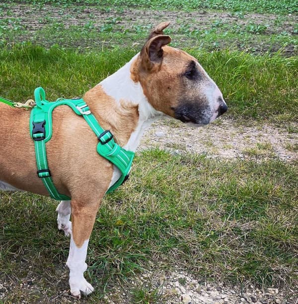 TrueLove Front Line PREMIUM Hundsele Grön Välj storlek: S