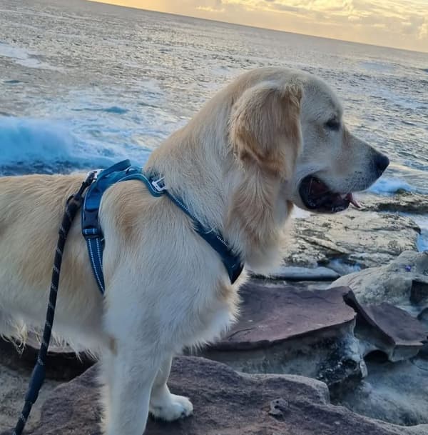 TrueLove Front Line PREMIUM Hundesele Blå Vælg størrelse: XS