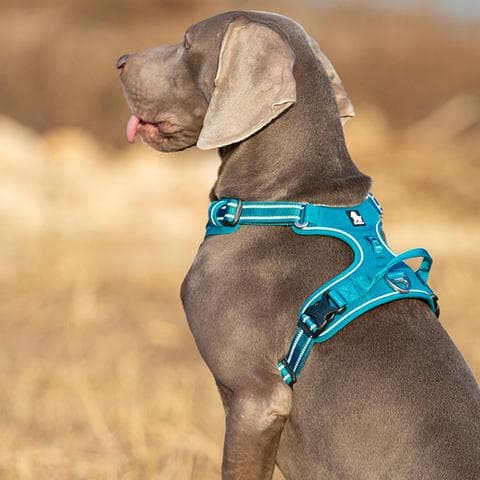 TrueLove Front Line PREMIUM Hundesele Blå Vælg størrelse: XS