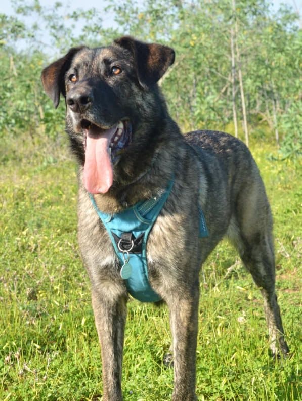 TrueLove Front Line PREMIUM Hundesele Blå Vælg størrelse: XS