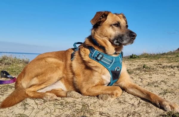 TrueLove Front Line PREMIUM Hundesele Blå Vælg størrelse: XS