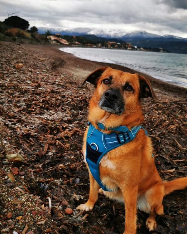 TrueLove Front Line PREMIUM Hundesele Blå Vælg størrelse: L