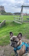 Miniatyrbillede 9 af 10: TrueLove Front Line PREMIUM Hundesele Blå Vælg størrelse: L