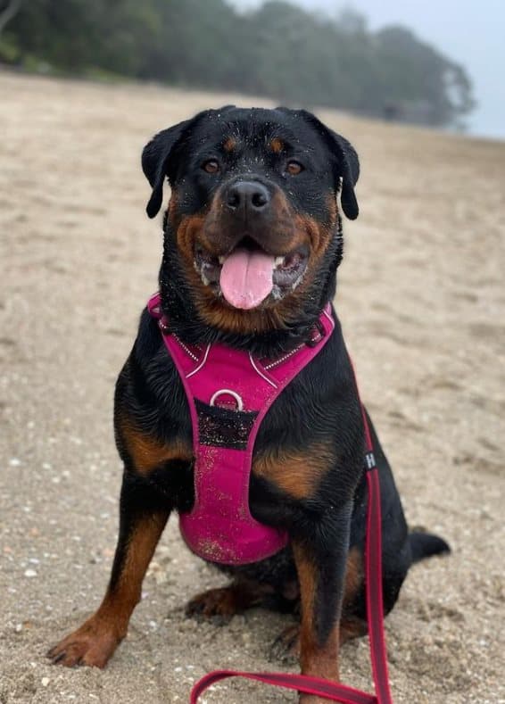 TrueLove Front Line PREMIUM Hundsele Rosa Välj storlek: S