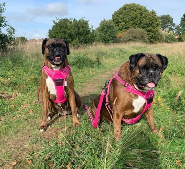 TrueLove Front Line PREMIUM Hundsele Rosa Välj storlek: S