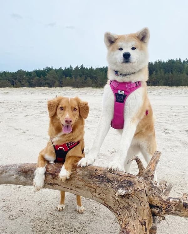 TrueLove Front Line PREMIUM Hundsele Rosa Välj storlek: S