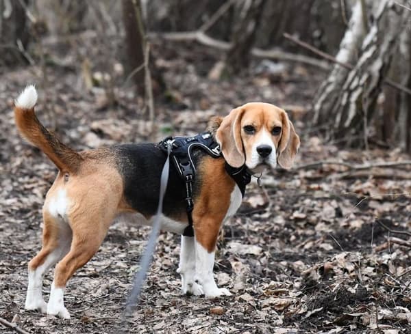 TrueLove Front Line PREMIUM Hundesele Sort Vælg størrelse: L