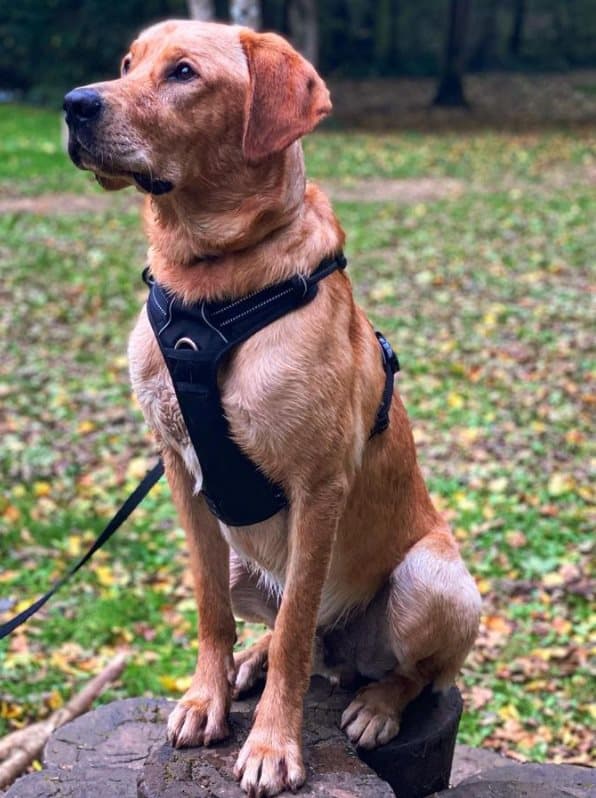 TrueLove Front Line PREMIUM Hundesele Sort Vælg størrelse: L
