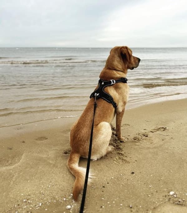 TrueLove Front Line PREMIUM Hundesele Sort Vælg størrelse: L