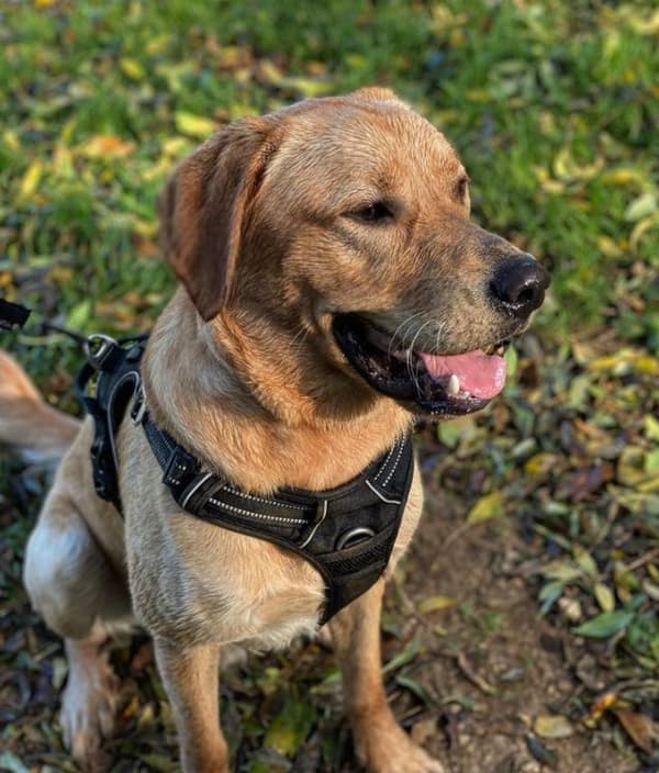 TrueLove Front Line PREMIUM Hundesele Sort Vælg størrelse: L
