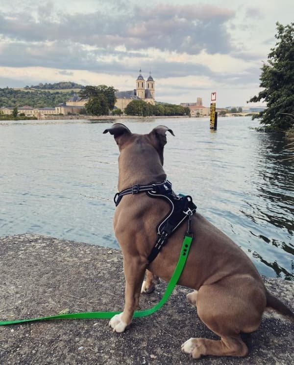 TrueLove Front Line PREMIUM Hundesele Sort Vælg størrelse: L
