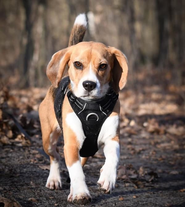TrueLove Front Line PREMIUM Hundesele Sort Vælg størrelse: L