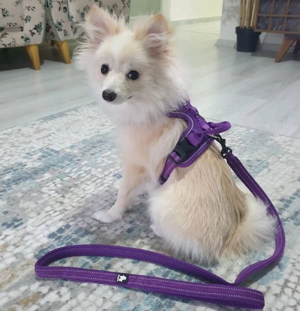 TrueLove Front Line PREMIUM Hundsele Lila Välj storlek: XL