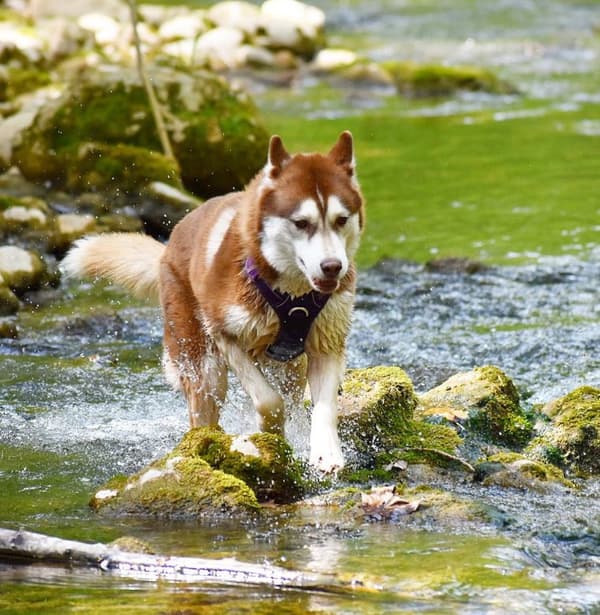 TrueLove Front Line PREMIUM Hundsele Lila Välj storlek: XL