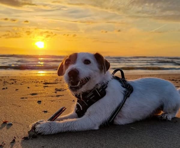 TrueLove Front Line PREMIUM Hundsele Brun Välj storlek: S