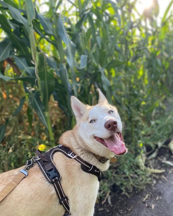 TrueLove Front Line PREMIUM Hundsele Brun Välj storlek: XL
