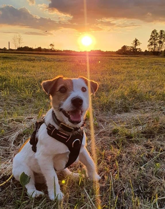TrueLove Front Line PREMIUM Hundsele Brun Välj storlek: XL