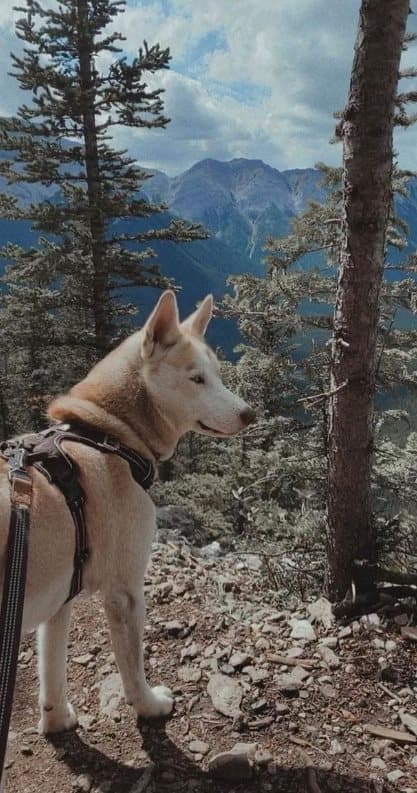 TrueLove Front Line PREMIUM Hundsele Brun Välj storlek: XL