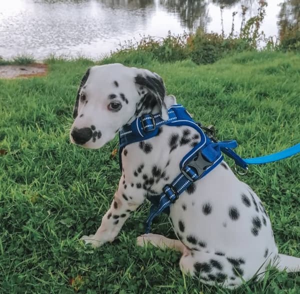 TrueLove Front Line PREMIUM Hundesele Marineblå Vælg størrelse: L