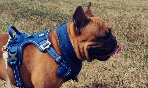 TrueLove Front Line PREMIUM Hundesele Marineblå Vælg størrelse: L