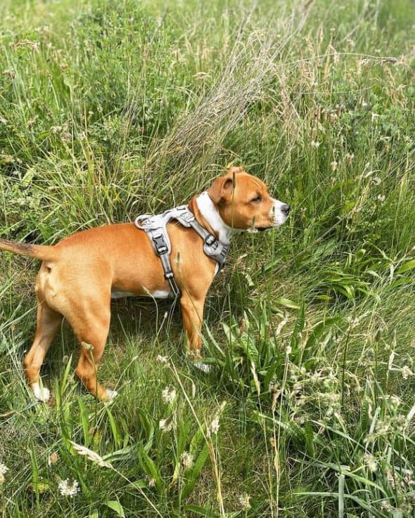 TrueLove Front Line PREMIUM Hundsele Grå Välj storlek: M