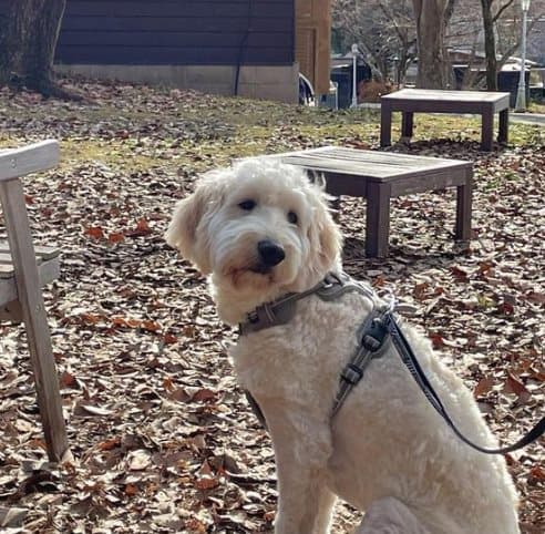 TrueLove Front Line PREMIUM Hundsele Grå Välj storlek: M