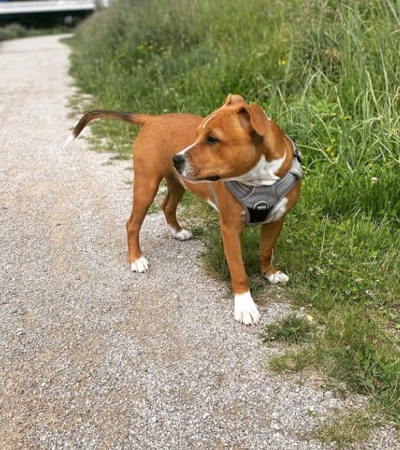 TrueLove Front Line PREMIUM Hundsele Grå Välj storlek: M