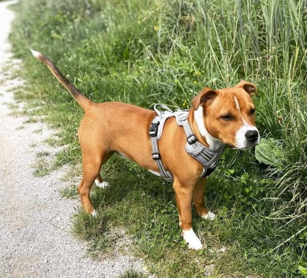 TrueLove Front Line PREMIUM Hundesele Grå Vælg størrelse: XL