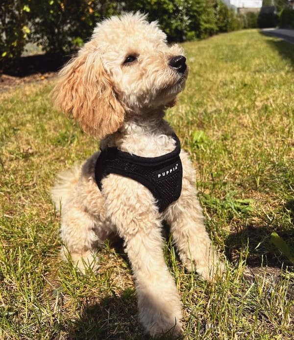 PUPPIA Mjuka Svarta Hängslen/Väst Välj storlek: L