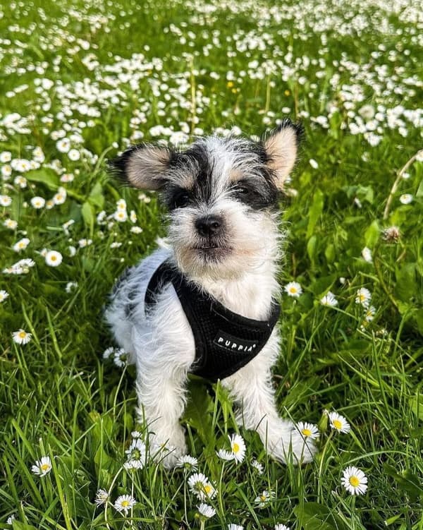 PUPPIA Mjuka Svarta Hängslen/Väst Välj storlek: L