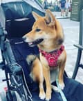 Pikkukuva 6 / 11: TrueLove Blossom Premium -koiranvaljaat, punaiset, vahvistettut. Valitse koko: L