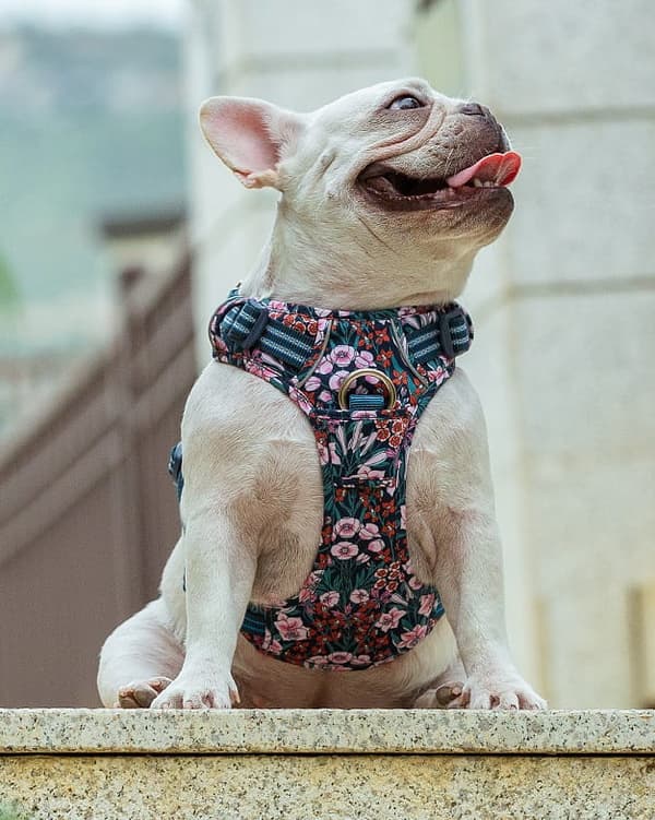 TrueLove Blossom Premium Hundesele Marineblå-Rød Forstærket Vælg størrelse: M