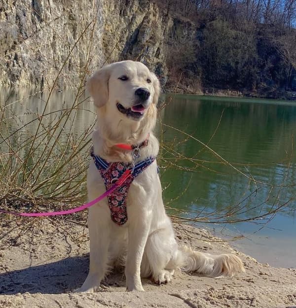 TrueLove Blossom Premium Hundesele Marineblå-Rød Forstærket Vælg størrelse: L