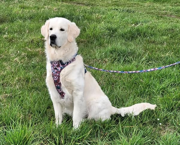 TrueLove Blossom Premium Hundesele Marineblå-Rød Forstærket Vælg størrelse: L