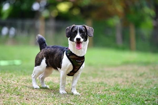 PUPPIA blød camouflage-sele til hund eller kat Vælg størrelse: XS