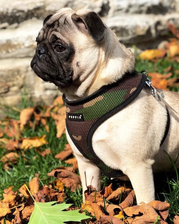 PUPPIA blød camouflage-sele til hund eller kat Vælg størrelse: XS