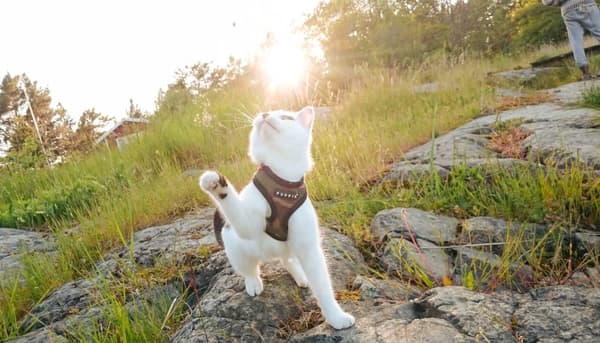 PUPPIA blød camouflage-sele til hund eller kat Vælg størrelse: XS