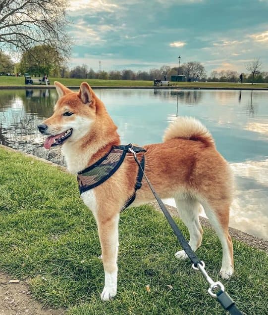 PUPPIA blød camouflage-sele til hund eller kat Vælg størrelse: XS