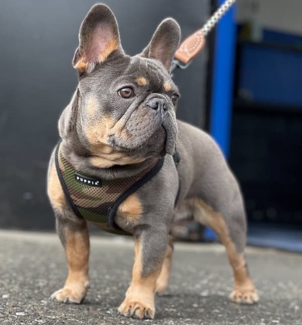PUPPIA blød camouflage-sele til hund eller kat Vælg størrelse: XS