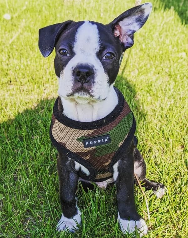 PUPPIA blød camouflage-sele til hund eller kat Vælg størrelse: XS