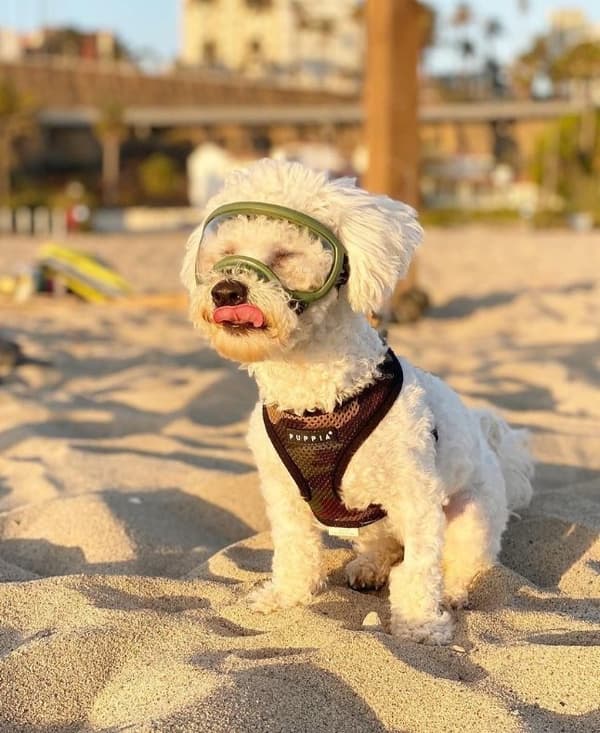 PUPPIA blød camouflage-sele til hund eller kat Vælg størrelse: XS