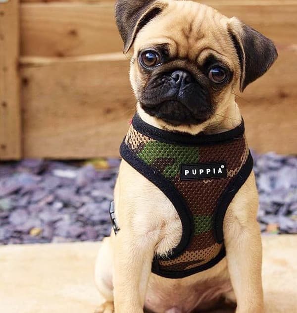 PUPPIA blød camouflage-sele til hund eller kat Vælg størrelse: XS