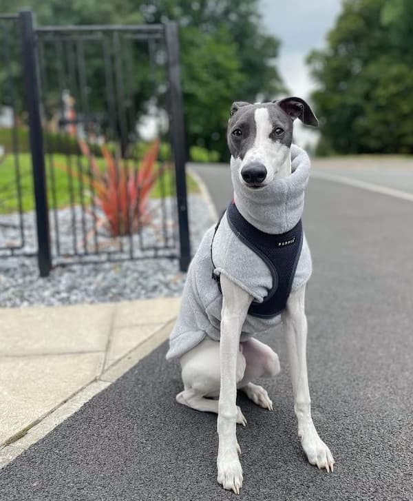 PUPPIA blød sele til hund eller kat grafitfarvet Vælg størrelse: L