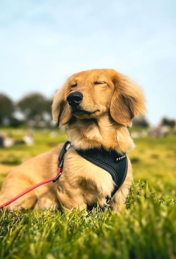 PUPPIA blød sele til hund eller kat grafitfarvet Vælg størrelse: L