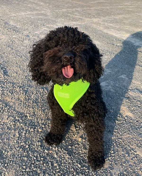 PUPPIA mjuk neongrön sele för hundar eller katter. Välj storlek: XS