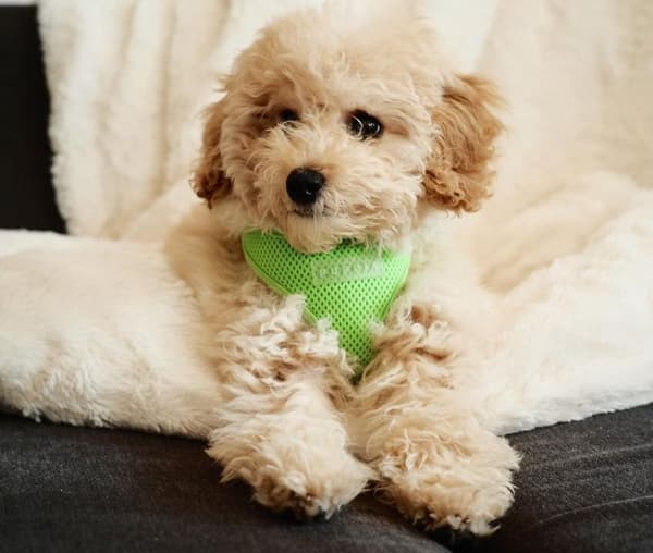 PUPPIA mjuk neongrön sele för hundar eller katter. Välj storlek: XS