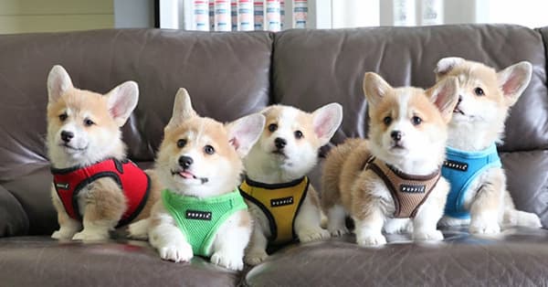 PUPPIA Mjuk sele/väst röd Välj storlek: M