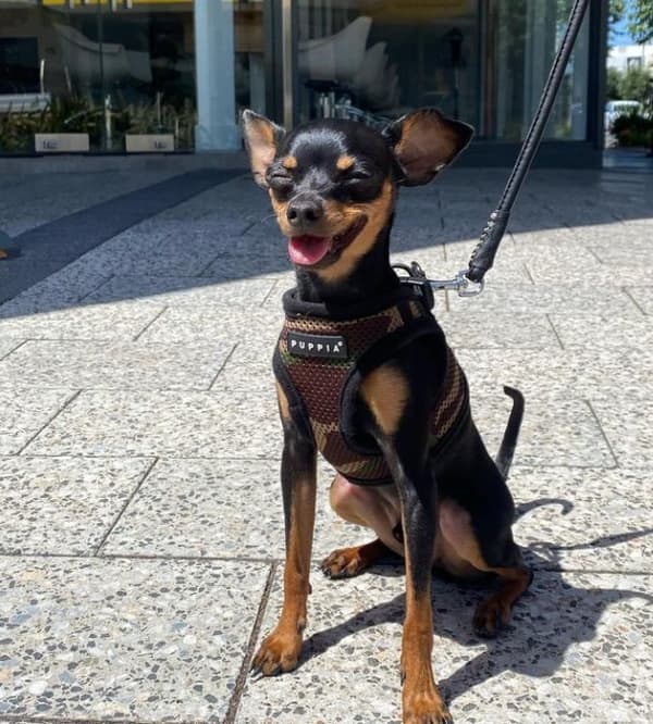 PUPPIA Bløde camouflage-seler/vest Vælg størrelse: M